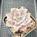 Echeveria 'Crispate Beauty' 4" Succulent Plant