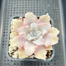 Echeveria 'Crispate Beauty' 4" Succulent Plant