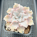 Echeveria 'Crispate Beauty' 4" Succulent Plant