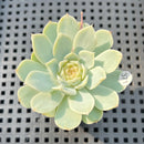 Echeveria sp. (Jelly Type) 1"-2" Succulent Plant