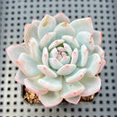 Echeveria 'Lotus' 2” Succulent Plant