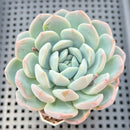 Echeveria Hybrid sp. 2" Succulent Plant