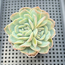 Echeveria 'Strawberry Boba' 2" Succulent Plant