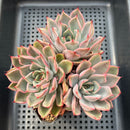 Echeveria 'Silonica' 4"-5" Large Cluster Succulent Plant