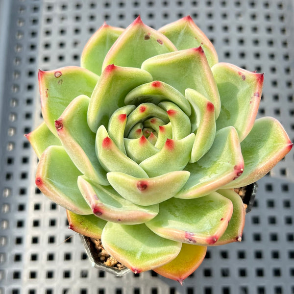 Echeveria 'Flora' 2