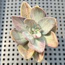 Echeveria 'Hanaikada' Mosaic Variegated 2" (100% Grown In House) Succulent Plant