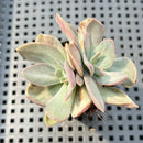 Echeveria 'Hanaikada' Mosaic Variegated 2" (100% Grown In House) Succulent Plant
