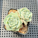 Echeveria sp. 2" Succulent Plant
