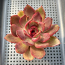 Echeveria 'Love and War' 2" Succulent Plant