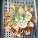 Echeveria 'Baron Bold' 4" Succulent Plant
