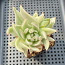 Echeveria Agavoides 'Saint Louis' Variegated 2"-3" Succulent Plant