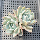 Echeveria 'Orange Monroe' 2"-3" Succulent Plant
