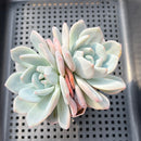Echeveria 'Orange Monroe' 2"-3" Succulent Plant