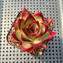 Echeveria Agavoides 'Romeo Rubin' 3" Succulent Plant