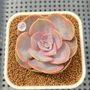 Echeveria 'Rose Rosa' 2"-3" Succulent Plant