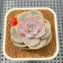 Echeveria 'Rose Rosa' 2"-3" Succulent Plant