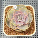 Echeveria 'Rose Rosa' 2"-3" Succulent Plant