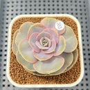 Echeveria 'Rose Rosa' 2"-3" Succulent Plant