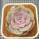 Echeveria 'Rose Rosa' 2"-3" Succulent Plant