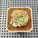 Echeveria 'Karen' Variegated 1" Succulent Plant Cutting