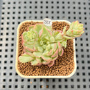 Echeveria 'Karen' Variegated 1" Succulent Plant Cutting