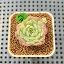 Echeveria 'Karen' Variegated 1" Succulent Plant Cutting