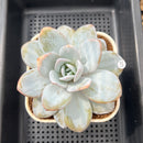 Echeveria Laui 4"-5" Succulent Plant Cutting