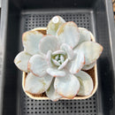 Echeveria Laui 4"-5" Succulent Plant Cutting
