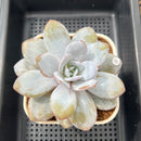 Echeveria Laui 4"-5" Succulent Plant Cutting