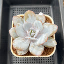 Echeveria Laui 4"-5" Succulent Plant Cutting