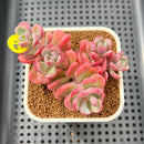 Sedeveria 'Cherry Bonbon' 2"-3" Cluster New Hybrid Succulent Plant Cutting