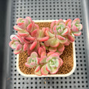Sedeveria 'Cherry Bonbon' 2"-3" Cluster New Hybrid Succulent Plant Cutting