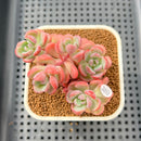 Sedeveria 'Cherry Bonbon' 2"-3" Cluster New Hybrid Succulent Plant Cutting