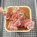 Sedeveria 'Cherry Bonbon' 2"-3" Cluster New Hybrid Succulent Plant Cutting