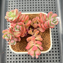 Sedeveria 'Cherry Bonbon' 2"-3" Cluster New Hybrid Succulent Plant Cutting