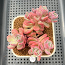 Sedeveria 'Cherry Bonbon' 2"-3" Cluster New Hybrid Succulent Plant Cutting