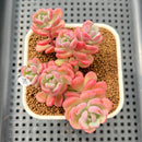 Sedeveria 'Cherry Bonbon' 2"-3" Cluster New Hybrid Succulent Plant Cutting