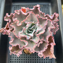 Echeveria 'Cleopatra' 4"-5" Succulent Plant