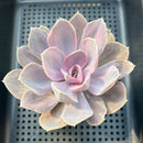 Echeveria 'Perle von Nurnberg' Variegated 2"-3" Succulent Plant