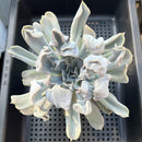 Echeveria 'Thriller Pearl' 4"-5" Large Succulent Plant