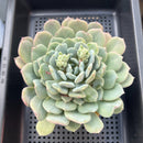 Echeveria 'Juliana Pink' 5"-6" Large Succulent Plant