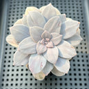 Graptopetalum 'Silverbum' Variegated 3" Succulent Plant