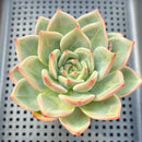 Echeveria 'White Champaign' 3" Succulent Plant