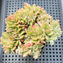 Echeveria 'Rajoya' Crested 3" Succulent Plant