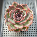 Echeveria 'Black Mink' 2"-3" Succulent Plant