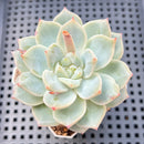 Echeveria sp. 2"-3" Succulent Plant