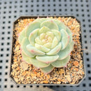 Echeveria sp. (Jelly Type) 1"-2" Succulent Plant