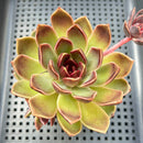 Echeveria 'Fushike' 2"-3" Succulent Plant
