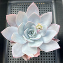 Echeveria 'White Lotus' 4"-5" Succulent Plant