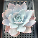 Echeveria 'White Lotus' 4"-5" Succulent Plant